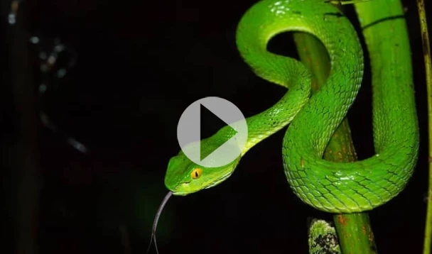 Ήπιαν αίμα φιδιού, ξάπλωσαν σε σπασμένα γυαλιά και αυτό ήταν μόνο η αρχή – «Κόκκαλο» έμεινε ο υπΑΜ των ΗΠΑ